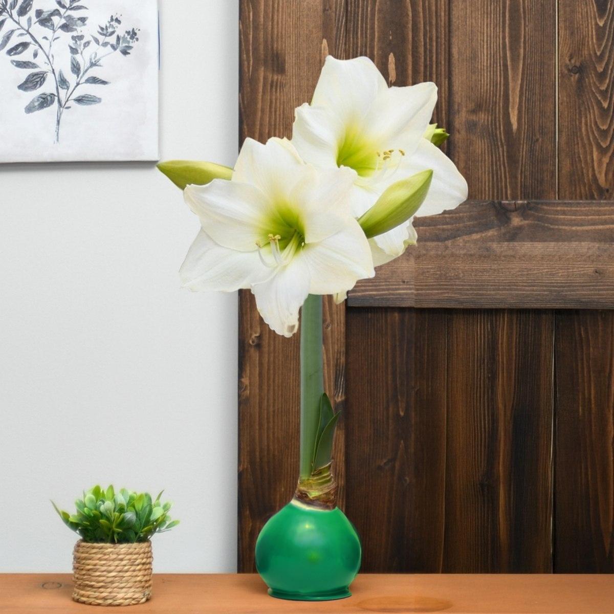 Christmas Amaryllis Bulb
