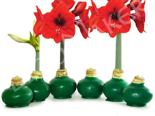Christmas Amaryllis Bulb
