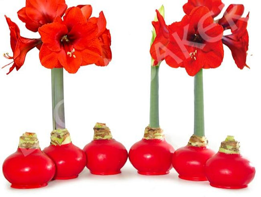 Christmas Amaryllis Bulb