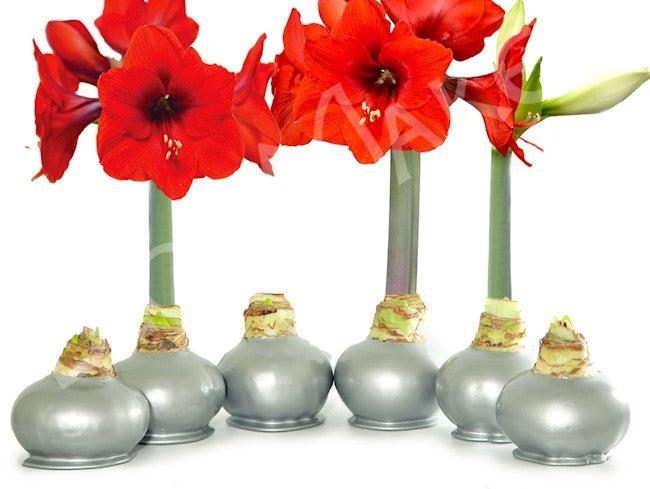Christmas Amaryllis Bulb