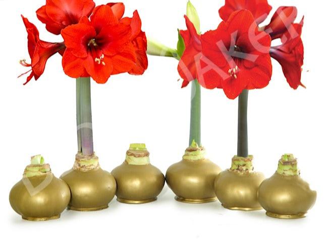 Christmas Amaryllis Bulb