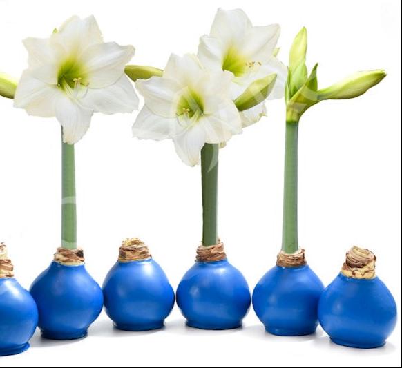 Christmas Amaryllis Bulb