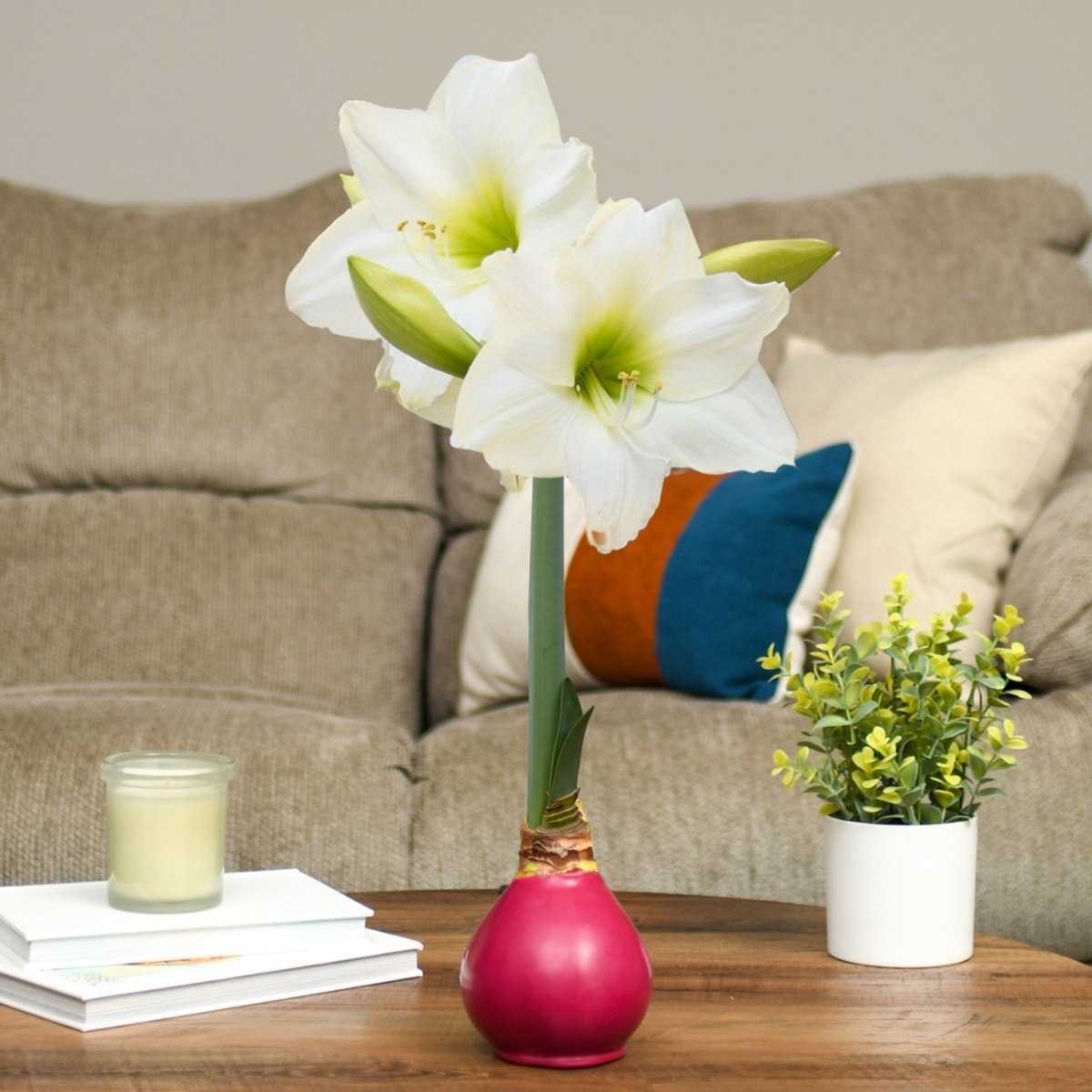 Christmas Amaryllis Bulb