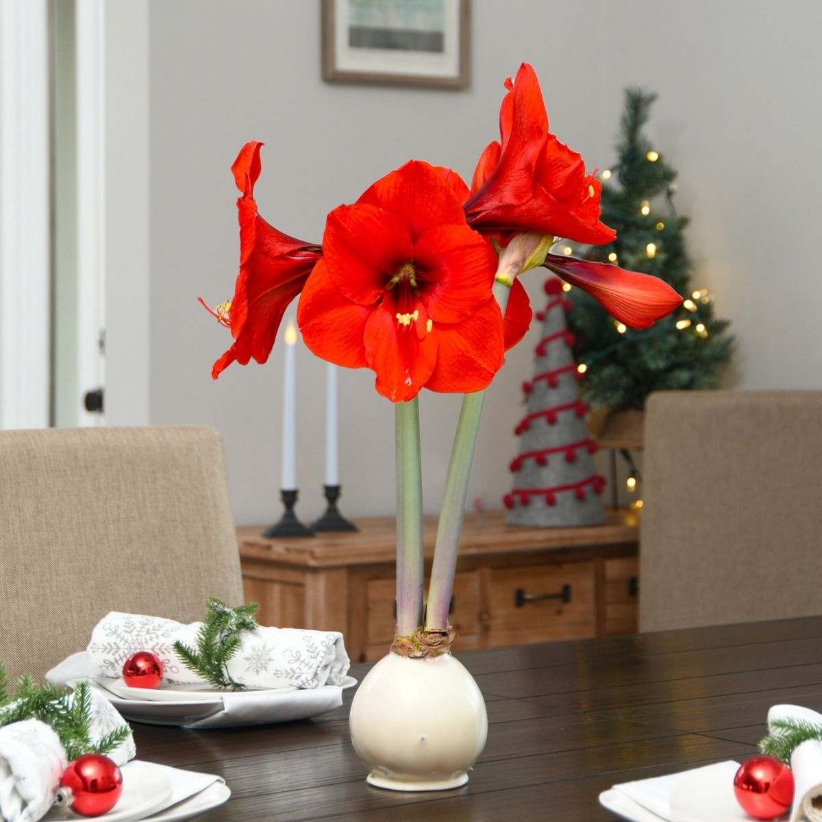 Christmas Amaryllis Bulb