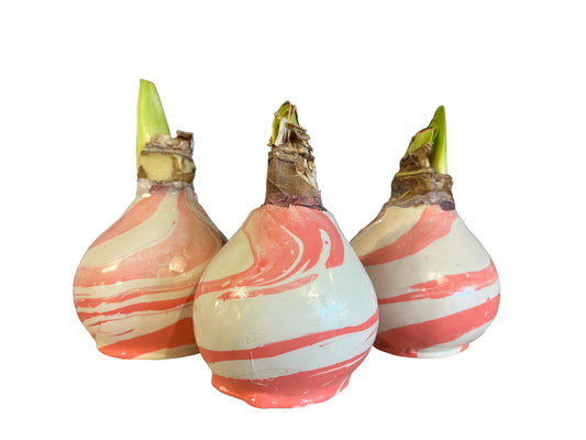 Blushing Waxed Amaryllis