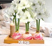 Blushing Waxed Amaryllis