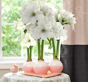 Blushing Waxed Amaryllis