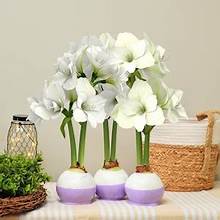 Blushing Waxed Amaryllis
